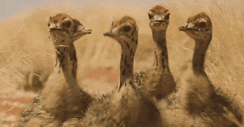 funny-gif-ostriches-girls-going-out