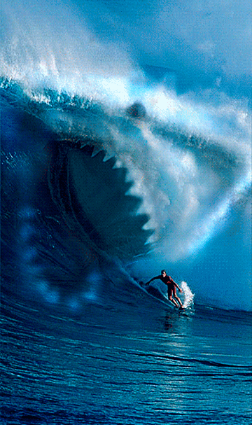 funny-gif-sea-surf-shark-wave