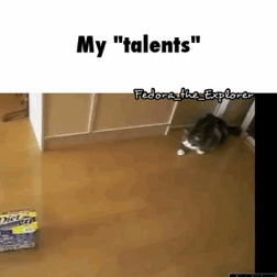 funny-gif-talents-cat
