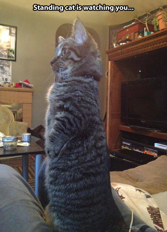 funny-picture-cat-pet-standup-staring
