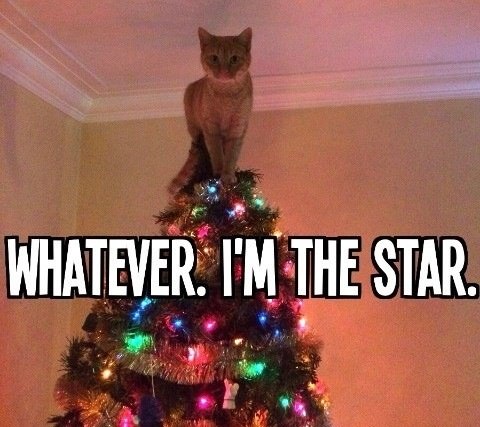 funny-picture-cat-star