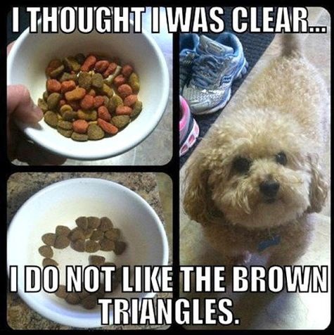 funny-picture-dog-food-brown