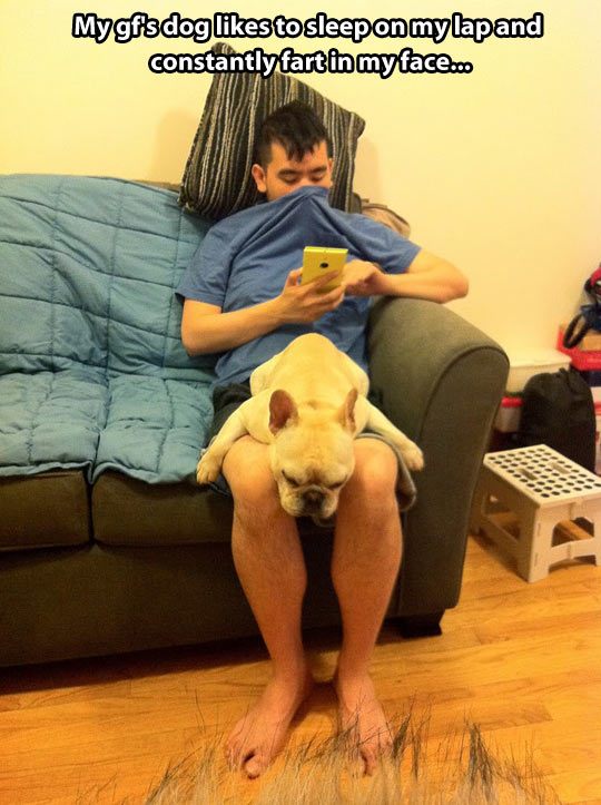 funny-picture-dog-home-girlfriend-lap-sleep-legs