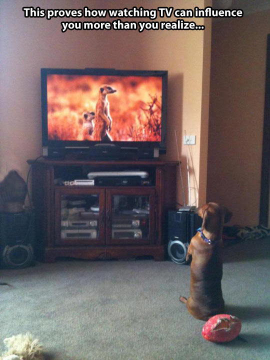 funny-picture-dog-suricate-tv-influence