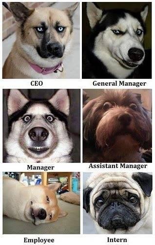 funny-picture-dogs-stuff