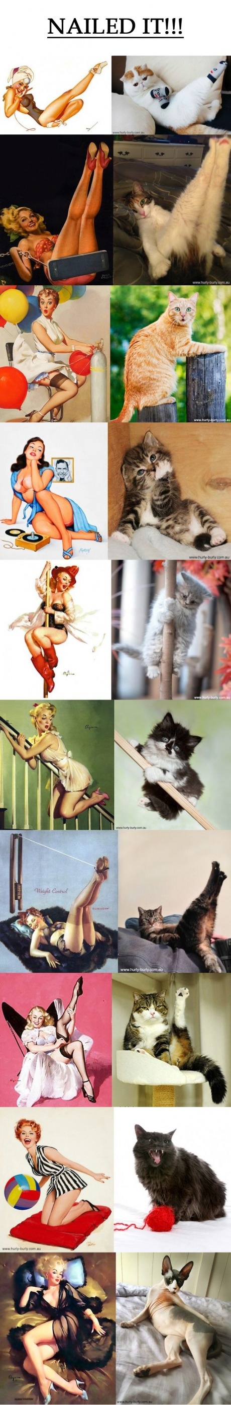 funny-picture-pin-up-girls-cat