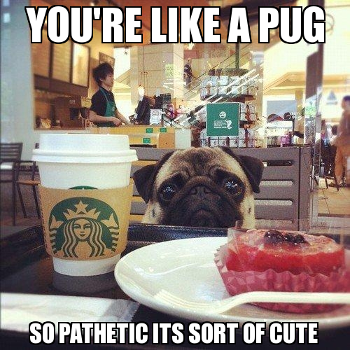 funny-picture-pug-pathetic-cute