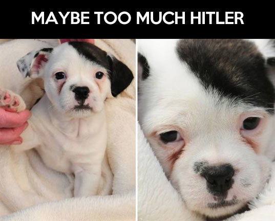 funny-picture-puppy-mustache-black-white