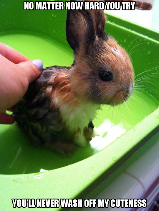 funny-picture-rabbit-bath-washing-wet