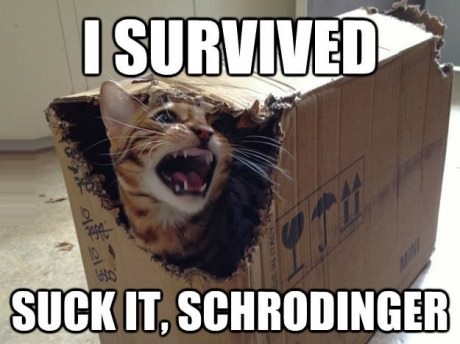funny-picture-schrodinger-cat-survived