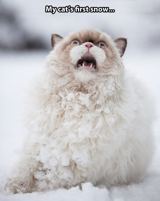 funny-picture-snow-winter-scream-white