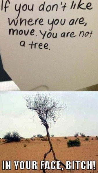 funny-picture-tree-move-bitch