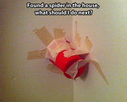 funny-picture-wall-cup-tape-spider