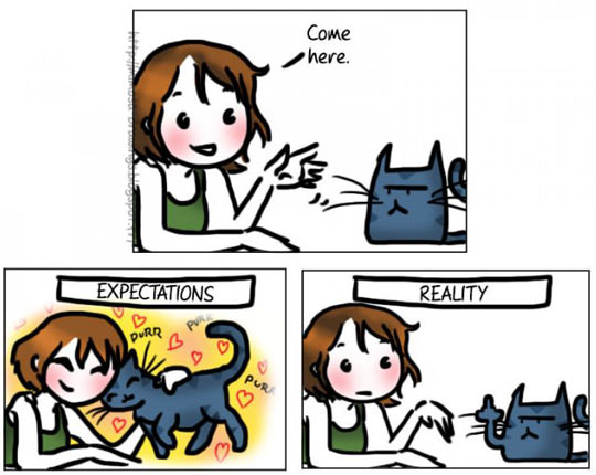funny-picture0cat-girl-expectation-come-love-owners
