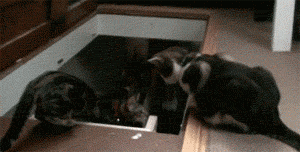 funny-gif-cats-falling-stairs-helping.gif