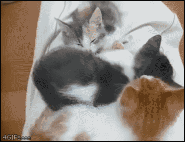 funny-gif-cats-sleeping