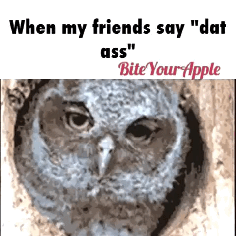 funny-gif-dat-ass-owls