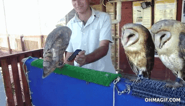 funny-gif-owl-dancing