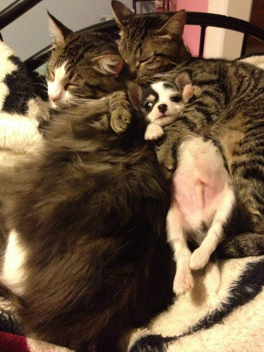 funny-picture-adoptive-family-cat-puppy