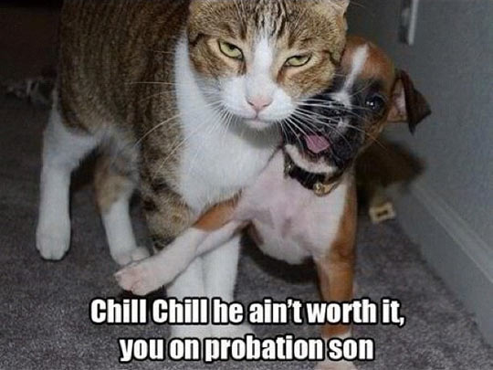 funny-picture-cat-angry-dog-holding-fight