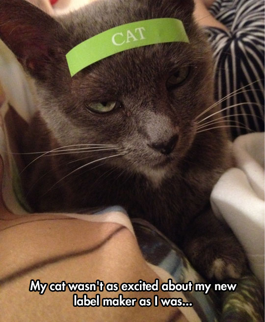 funny-picture-cat-forehead-label-angry