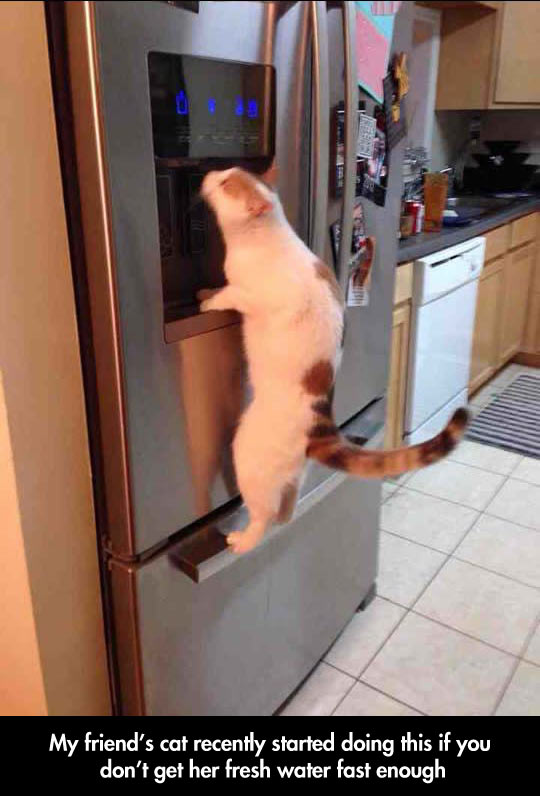 funny-picture-cat-fridge-fresh-water