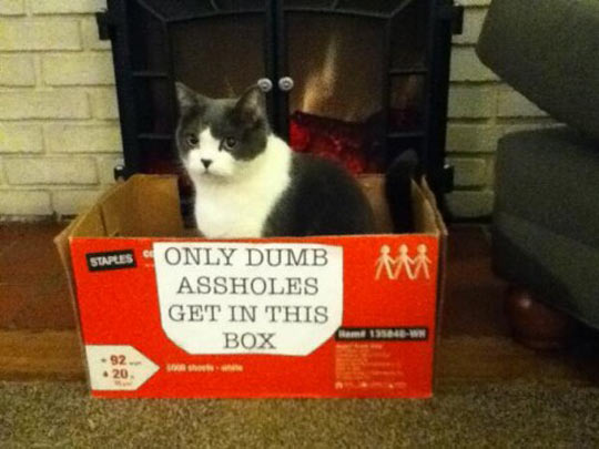 funny-picture-cat-sign-box-joke