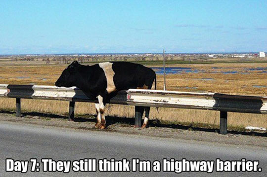 funny-picture-cow-road-barrier-withe-black