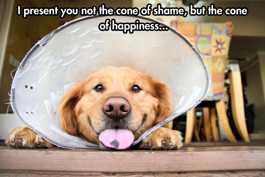 funny-picture-dog-cone-smile-tongue