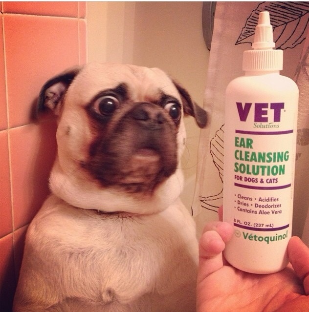 funny-picture-dog-ear-cleansing