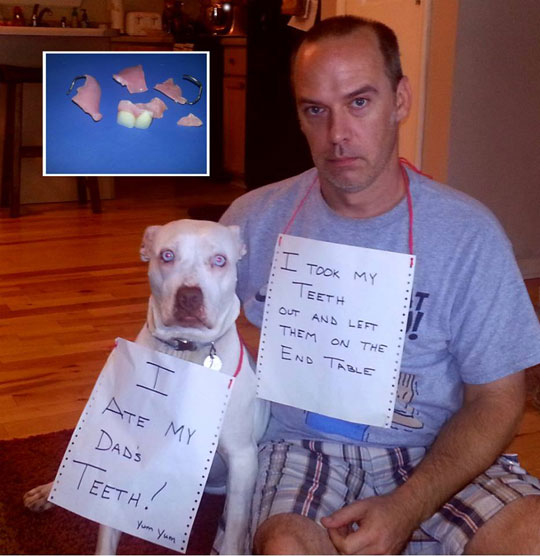 funny-picture-dog-eat-denture-dad-punished