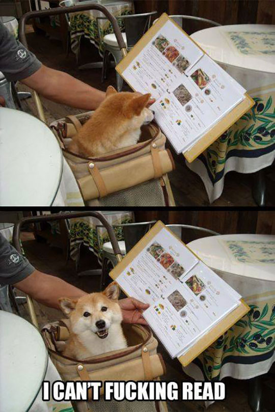 funny-picture-dog-read-book-restaurant