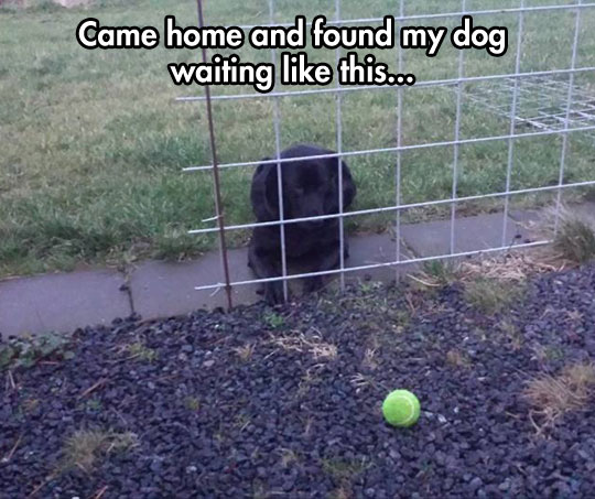funny-picture-dog-waiting-ball-barbed-wire-fence