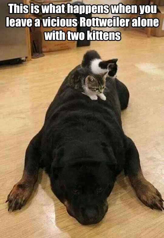 funny-picture-kittens-riding-rottweiler-kitchen