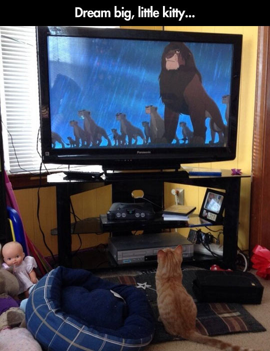 funny-picture-kitty-watching-Lion-King