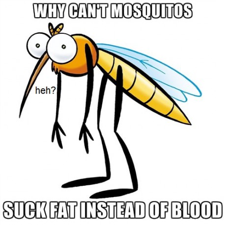 funny-picture-mosquitos-blood-fat