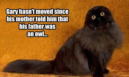 funny-picture-owl-cat