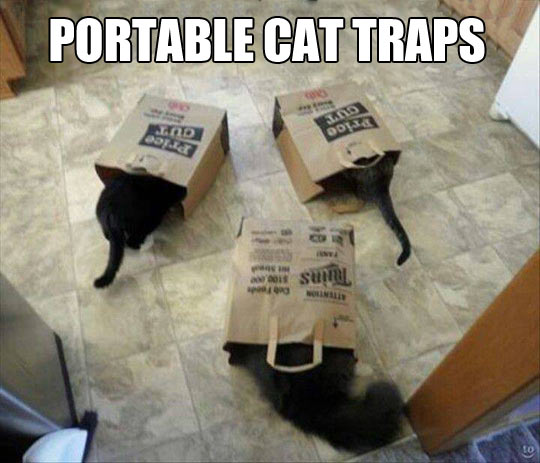 funny-picture-portable-cat-trap-black-kitten