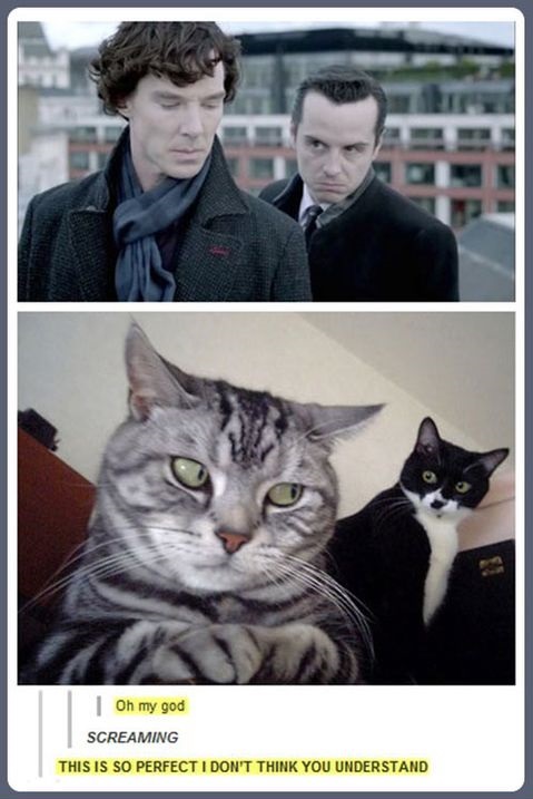 funny-picture-sherlock-cats
