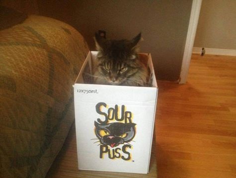 funny-picture-soul-puss