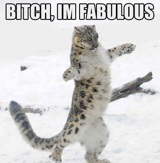 funny-picture-wild-cat-now-dancing