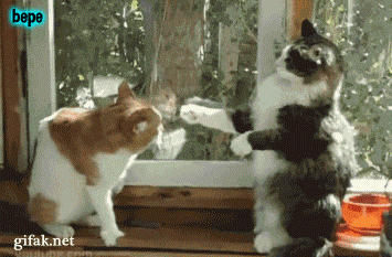 funny-gif-cat-fight