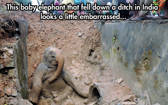 funny-picture-Indian-baby-elephant-falling-ditch-embarrassed