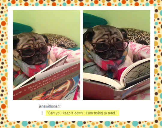 funny-picture-cat-kitten-book-reading