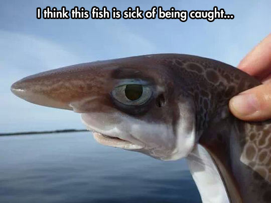 funny-picture-caught-fish-ocean-eye