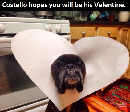 funny-picture-dog-valentine-costello