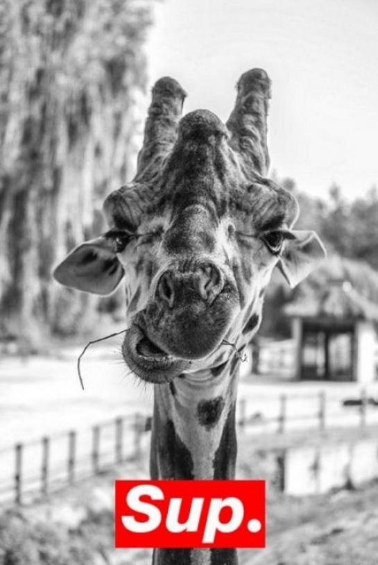 funny-picture-giraffe-sup