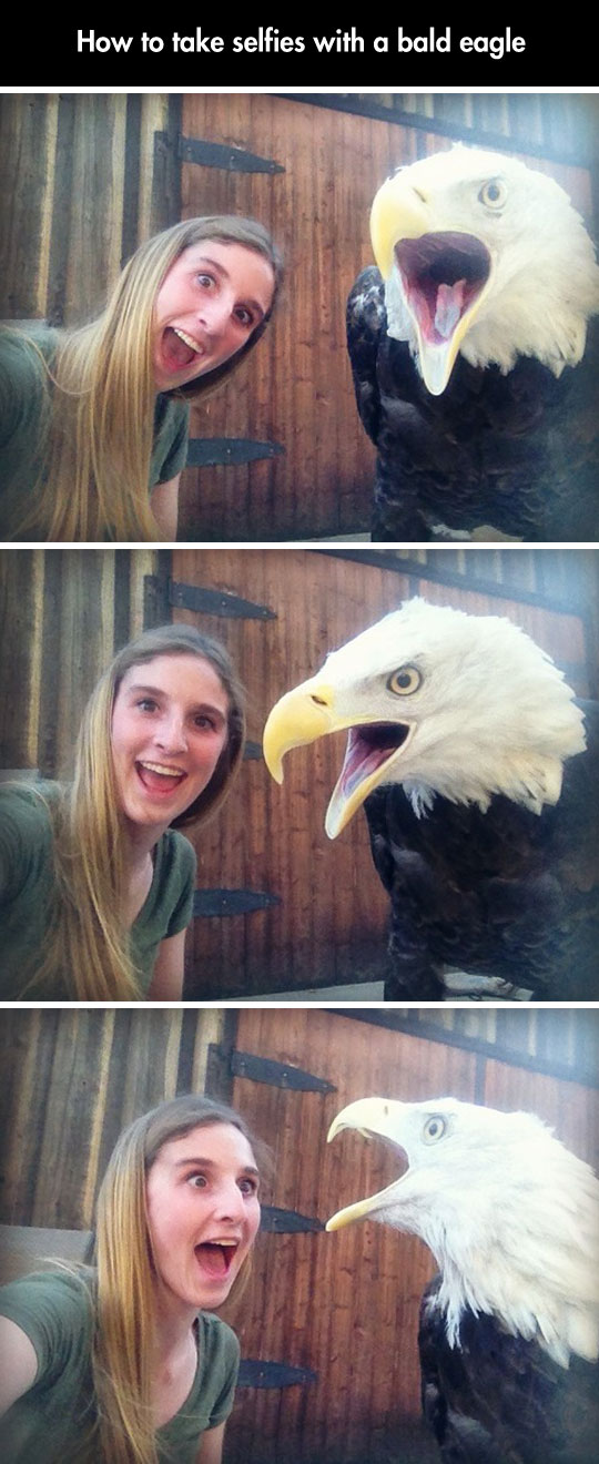 funny-picture-girl-taking-selfie-bald-eagle