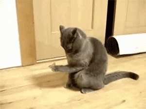 funny-gif-cat-butterfly-cool