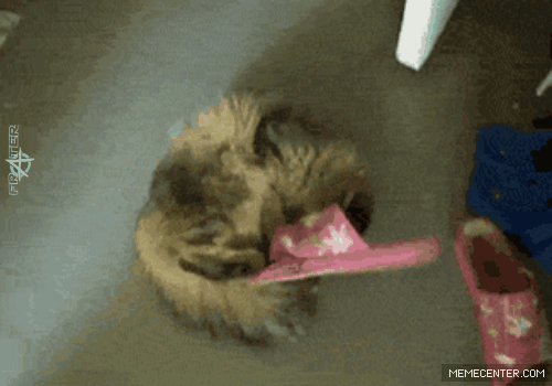 funny-gif-cat-huge-mistake